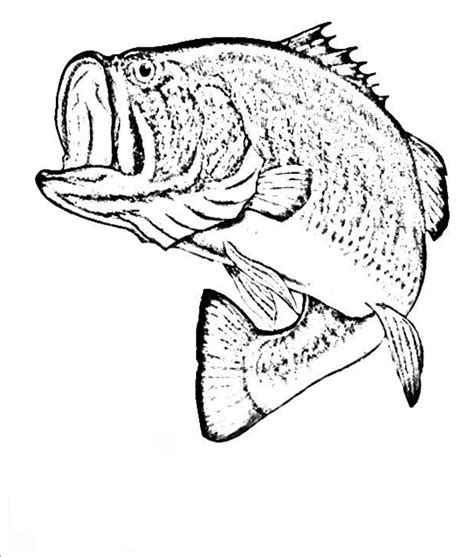realistic fish coloring pages|Free Printable Realistic Fish Coloring Pages for Adults.
